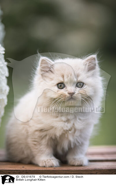 Britisch Langhaar Ktzchen / British Longhair Kitten / DS-01679