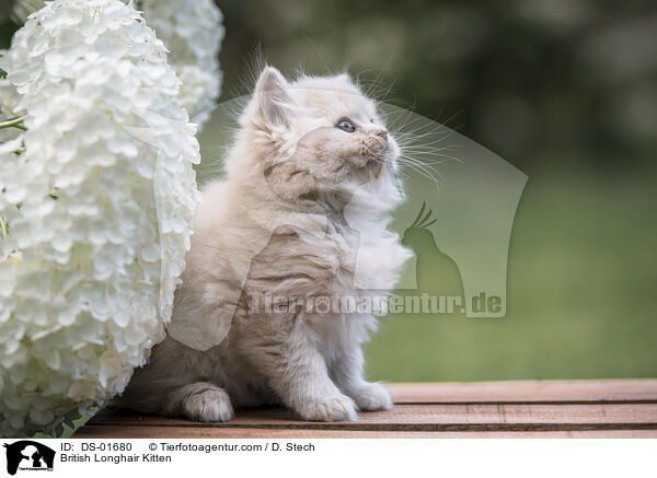 Britisch Langhaar Ktzchen / British Longhair Kitten / DS-01680