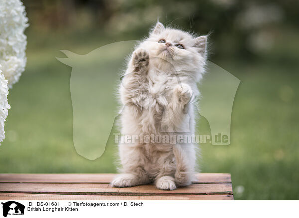 Britisch Langhaar Ktzchen / British Longhair Kitten / DS-01681