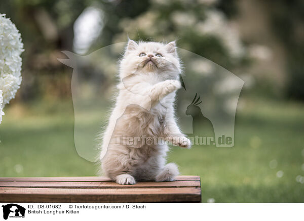 Britisch Langhaar Ktzchen / British Longhair Kitten / DS-01682