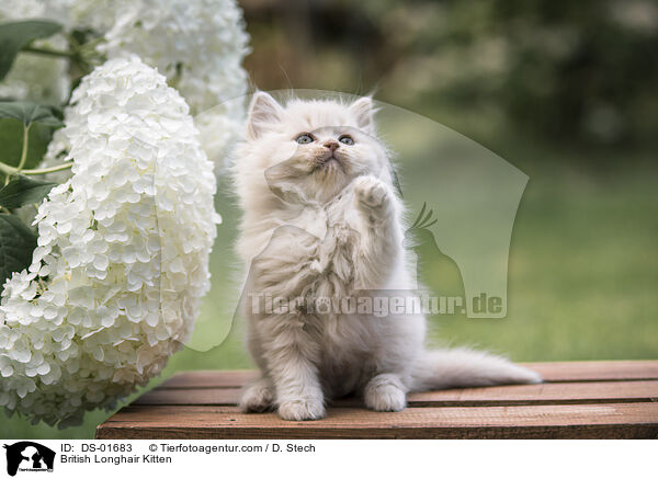 British Longhair Kitten / DS-01683