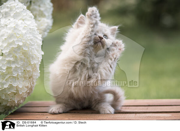 British Longhair Kitten / DS-01684