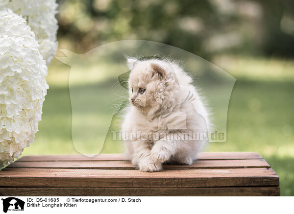 Britisch Langhaar Ktzchen / British Longhair Kitten / DS-01685