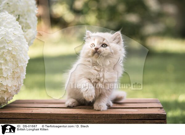 Britisch Langhaar Ktzchen / British Longhair Kitten / DS-01687