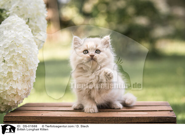 Britisch Langhaar Ktzchen / British Longhair Kitten / DS-01688