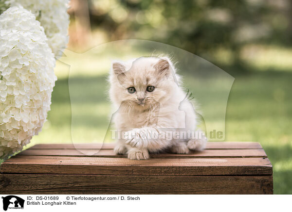 Britisch Langhaar Ktzchen / British Longhair Kitten / DS-01689