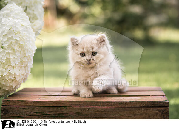 Britisch Langhaar Ktzchen / British Longhair Kitten / DS-01690