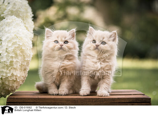 Britisch Langhaar Ktzchen / British Longhair Kitten / DS-01692