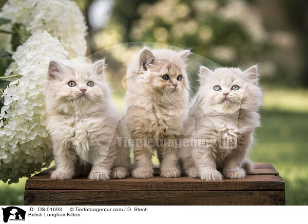 Britisch Langhaar Ktzchen / British Longhair Kitten / DS-01693