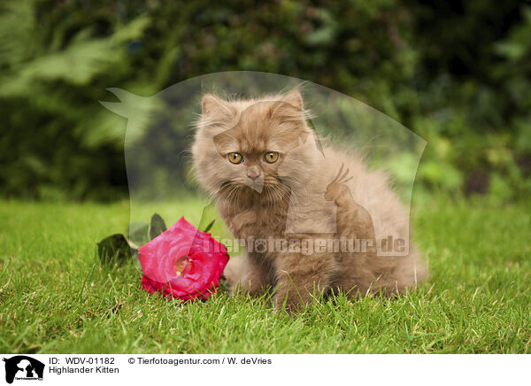 Highlander Ktzchen / Highlander Kitten / WDV-01182