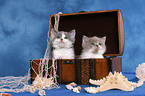 kitten in treasure chest