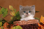 Highlander kitten in basket