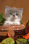 Highlander kitten in basket