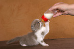 feeding a kitten