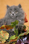 Highlander kitten in decoration