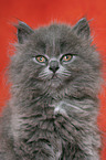 Highlander kitten Portrait