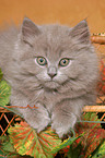 Highland kitten on bench