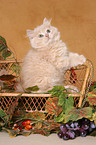 Highland kitten on bench