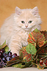 Highlander kitten in decoration