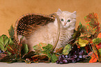 Highlander kitten in decoration