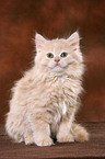 sitting Highlander kitten