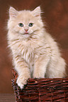 Highlander Kitten in basket