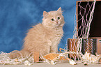 Highlander Kitten in maritime decoration