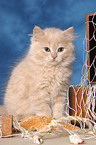 Highlander Kitten in maritime decoration