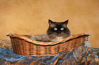 Highlander tomcat in basket