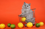 Highlander Kitten in shopper basket