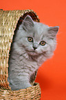 Highlander Kitten in basket