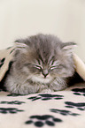 Highlander Kitten