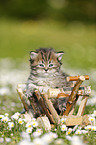 Highlander Kitten