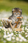 Highlander Kitten