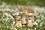 Highlander kitten on flower meadow