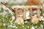 Highlander kitten on flower meadow