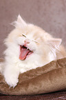 yawning Highlander Kitten