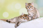 Highlander and British Shorthair Kitten