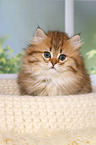 Highlander Kitten Portrait