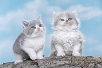 Highlander and British Shorthair Kitten