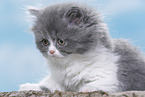 Highland kitten