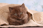 lying Highlander kitten