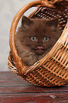 Highlander kitten portrait