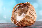 lying Highlander kitten