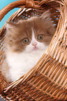 Highlander kitten portrait