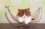 lying Highlander kitten