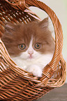Highlander kitten