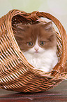 Highlander kitten portrait