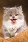 Highlander Kitten