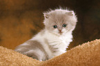 Highlander Kitten